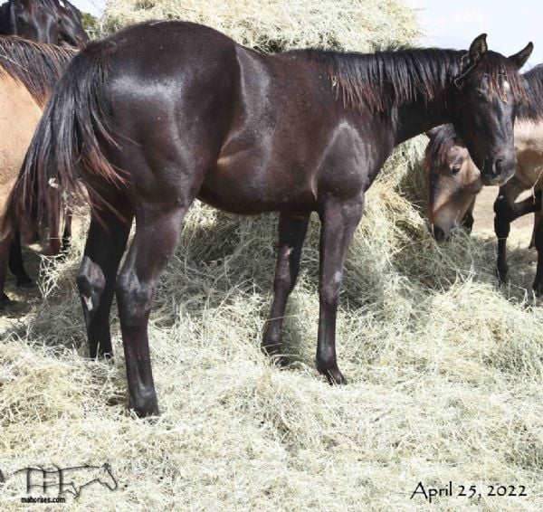 Salty Blue Shine's 2021 Black Filly